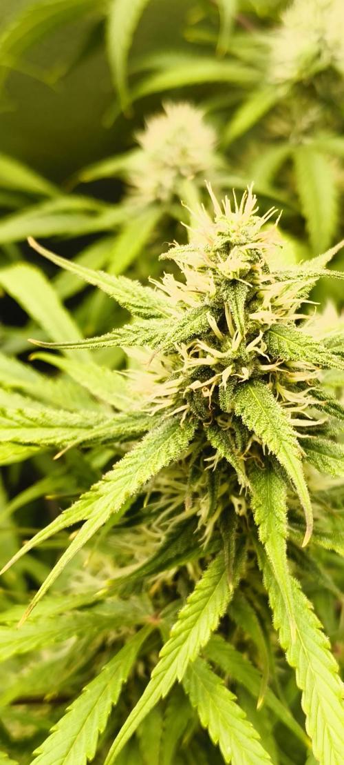 Red Velvet auto.Freebie Friday. Week 10