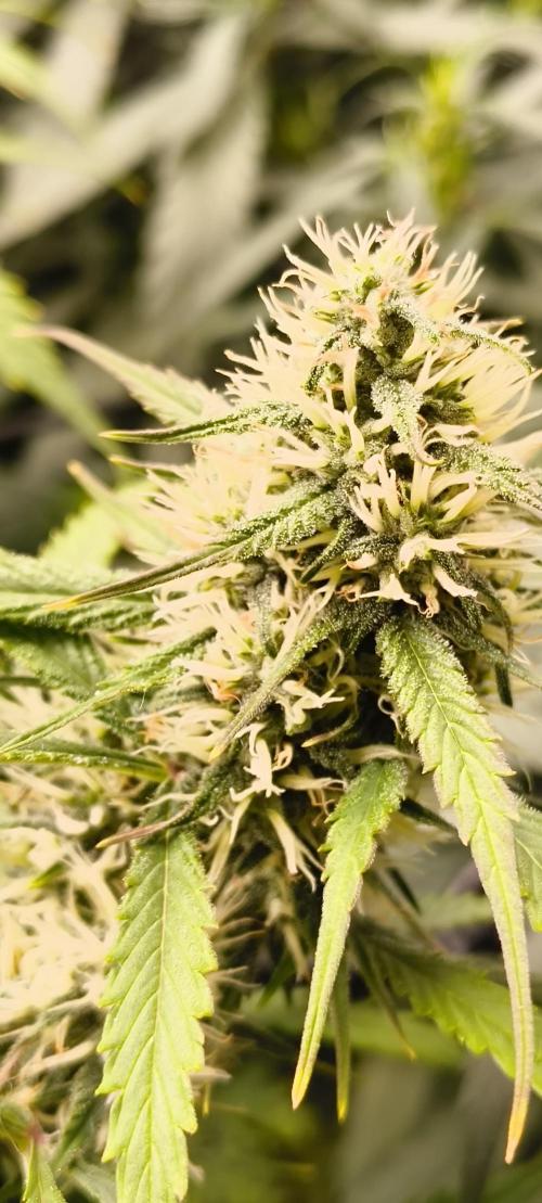 Red Velvet auto.Freebie Friday. Week 10