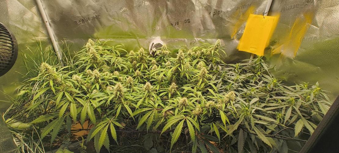 Red Velvet auto.Freebie Friday. Week 10