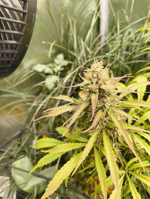 Red Velvet auto.Freebie Friday. Week 11