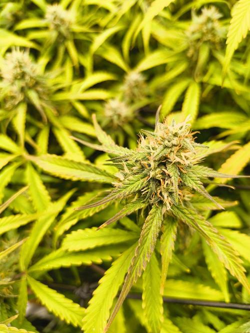 Red Velvet auto.Freebie Friday. Week 11
