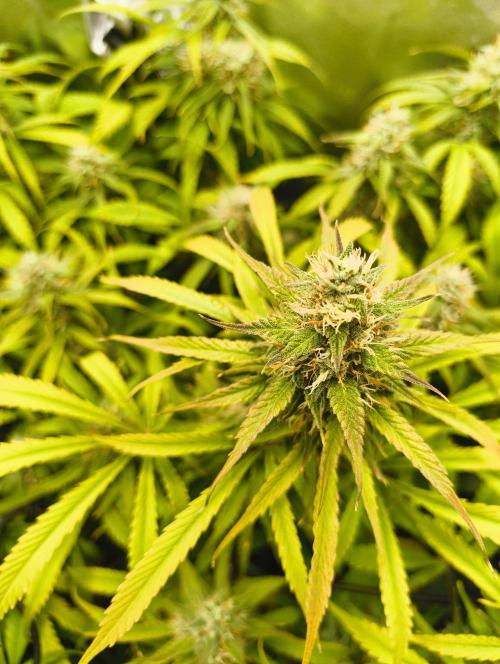 Red Velvet auto.Freebie Friday. Week 11