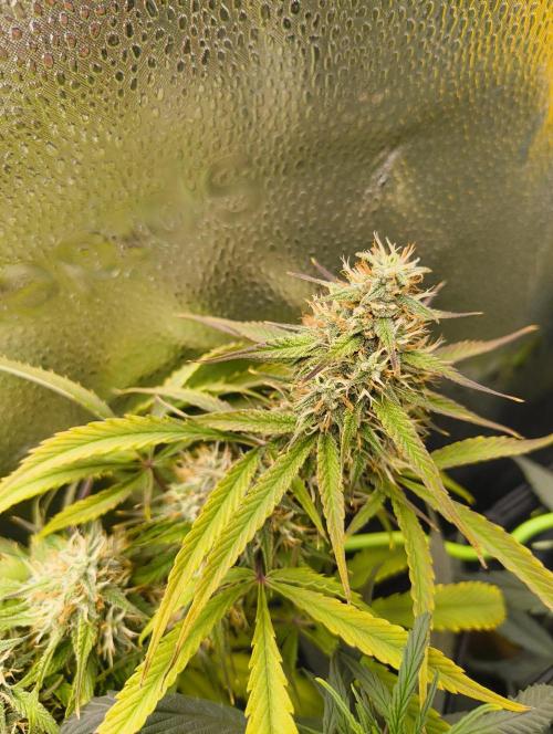 Red Velvet auto.Freebie Friday. Week 11
