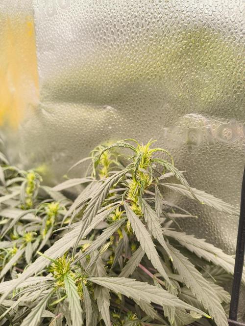 NEW SEED DROP 2026!Libanese Snow Auto. Week 11