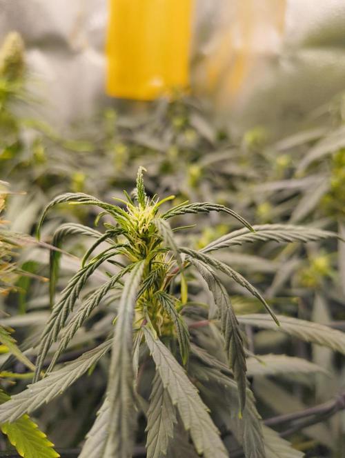 NEW SEED DROP 2026!Libanese Snow Auto. Week 11