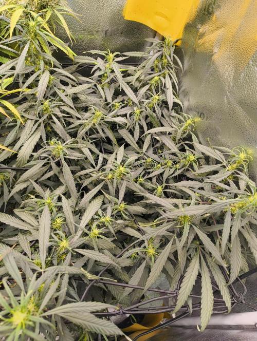 NEW SEED DROP 2026!Libanese Snow Auto. Week 11