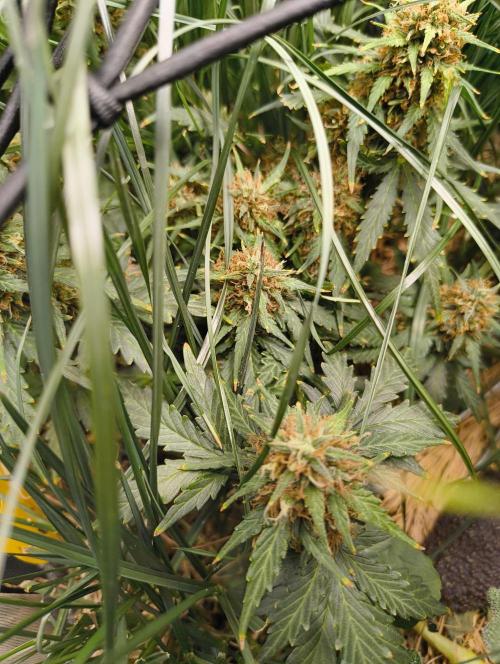 Gorilla Z auto Fast Buds Freebie. Week 11