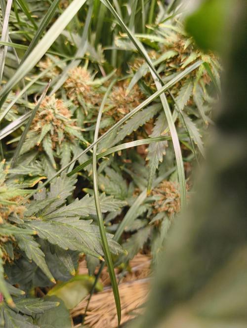 Gorilla Z auto Fast Buds Freebie. Week 11