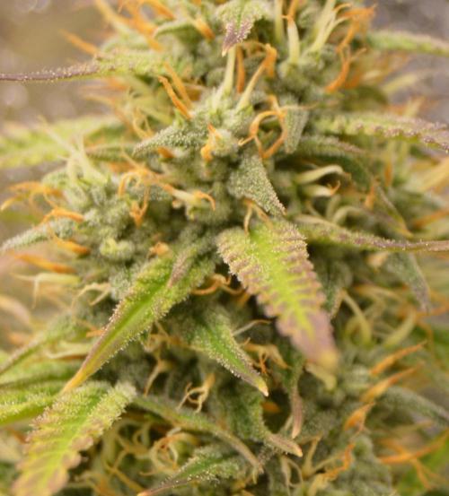 Red Velvet auto.Freebie Friday. Week 12