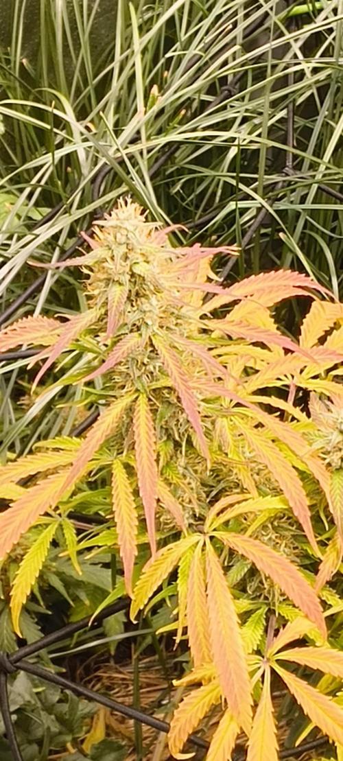 Red Velvet auto.Freebie Friday. Week 12