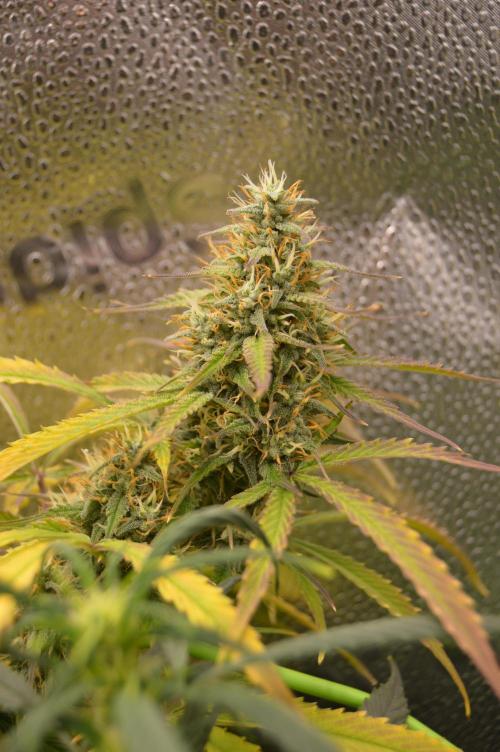 Red Velvet auto.Freebie Friday. Week 12