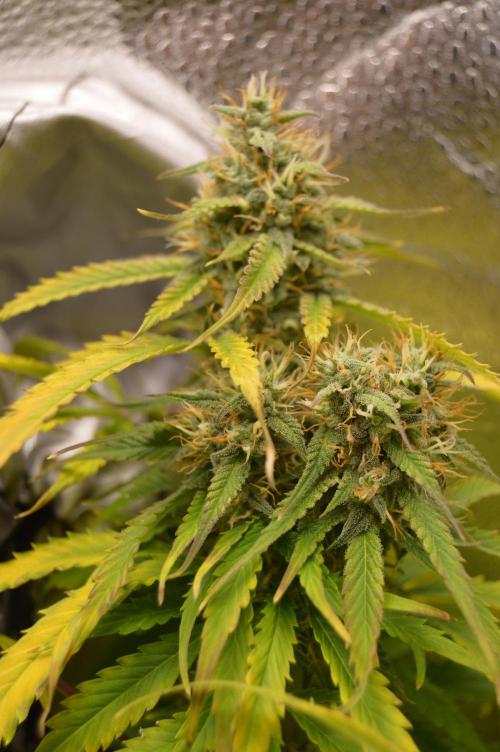Red Velvet auto.Freebie Friday. Week 12