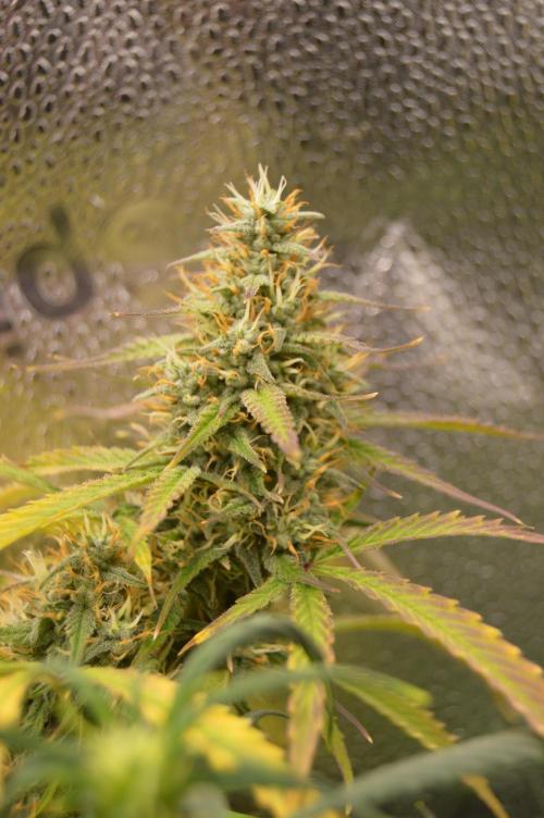 Red Velvet auto.Freebie Friday. Week 12