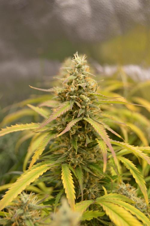 Red Velvet auto.Freebie Friday. Week 12
