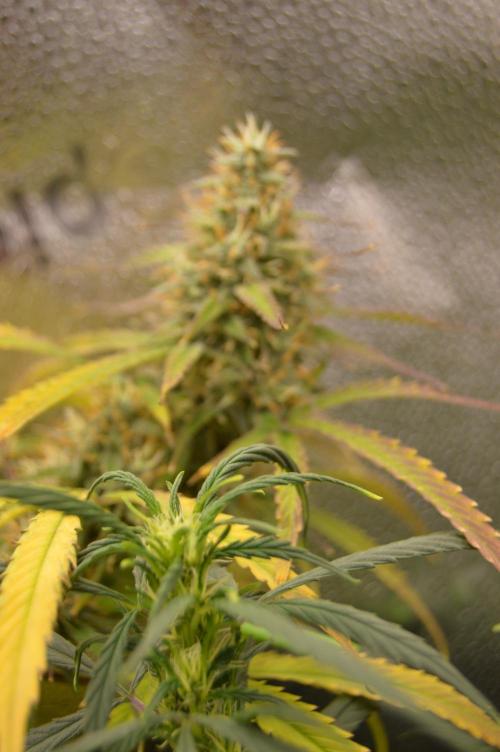 Red Velvet auto.Freebie Friday. Week 12