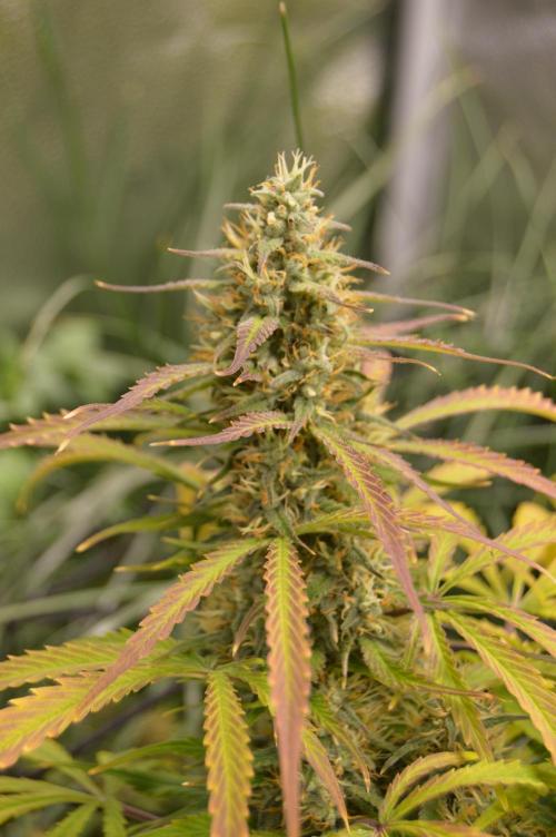 Red Velvet auto.Freebie Friday. Week 12