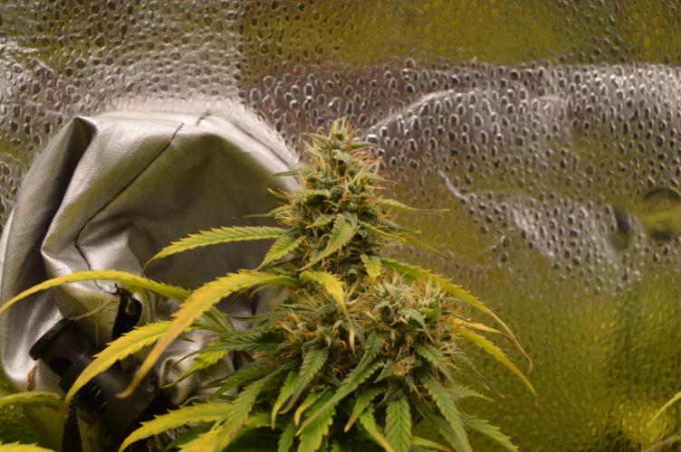 Red Velvet auto.Freebie Friday. Week 12