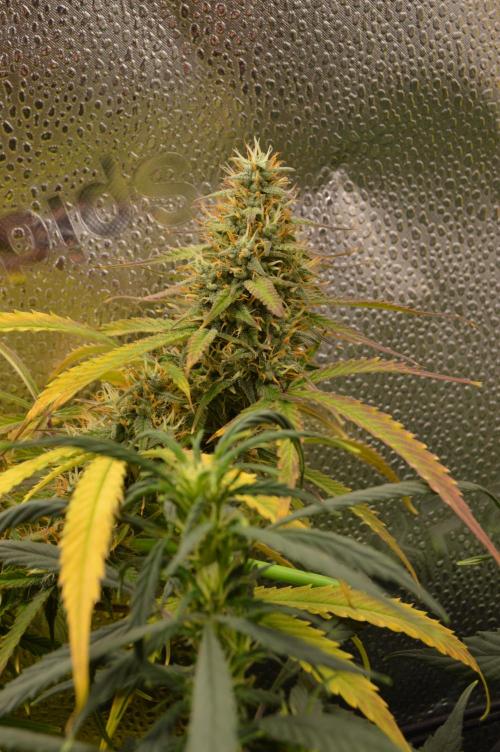 Red Velvet auto.Freebie Friday. Week 12