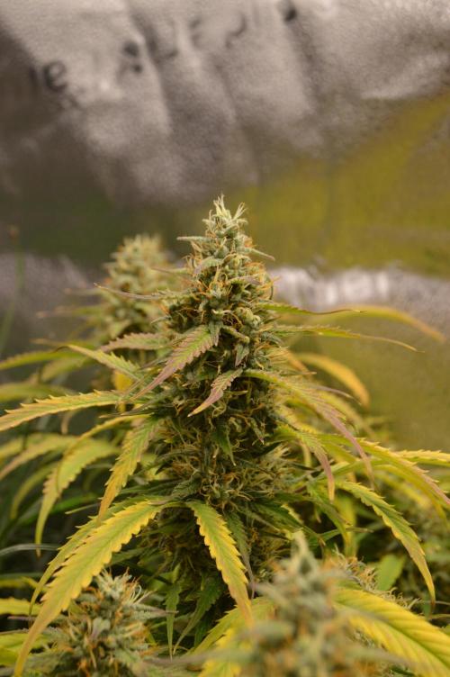 Red Velvet auto.Freebie Friday. Week 12