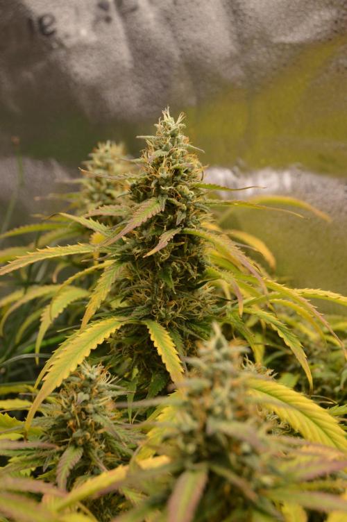 Red Velvet auto.Freebie Friday. Week 12