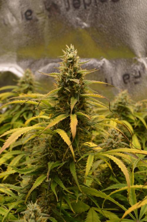 Red Velvet auto.Freebie Friday. Week 12