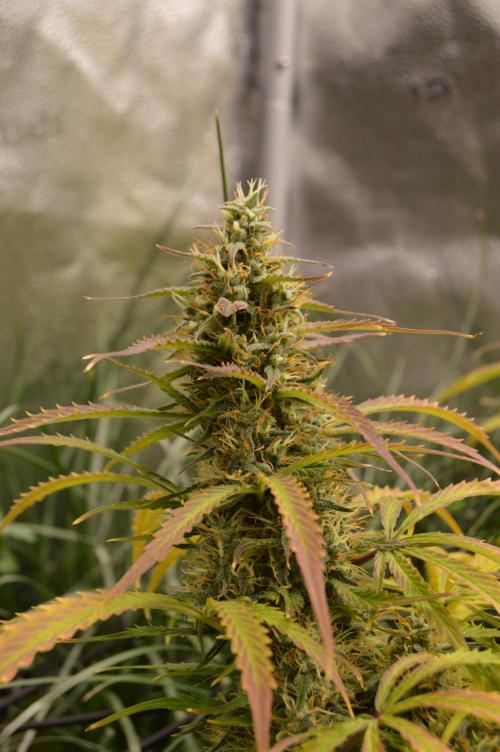 Red Velvet auto.Freebie Friday. Week 12