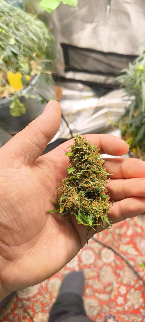 Gorilla Z auto Fast Buds Freebie. Week 12