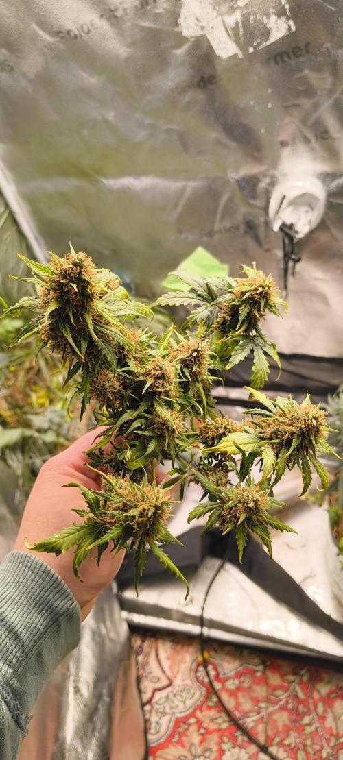 Gorilla Z auto Fast Buds Freebie. Week 12