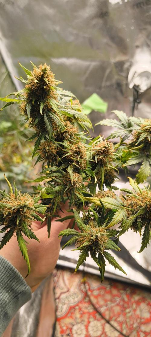 Gorilla Z auto Fast Buds Freebie. Week 12