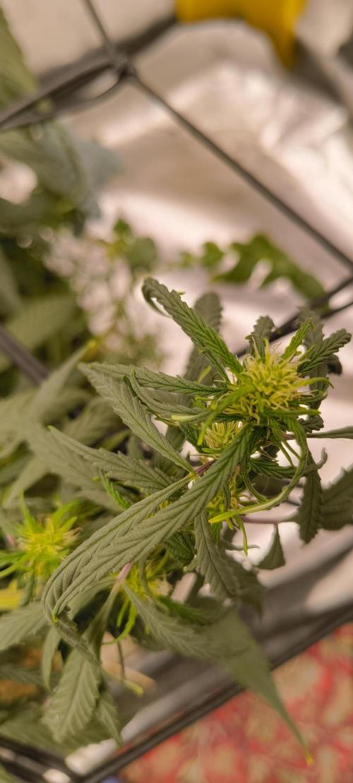 NEW SEED DROP 2026!Libanese Snow Auto. Week 12