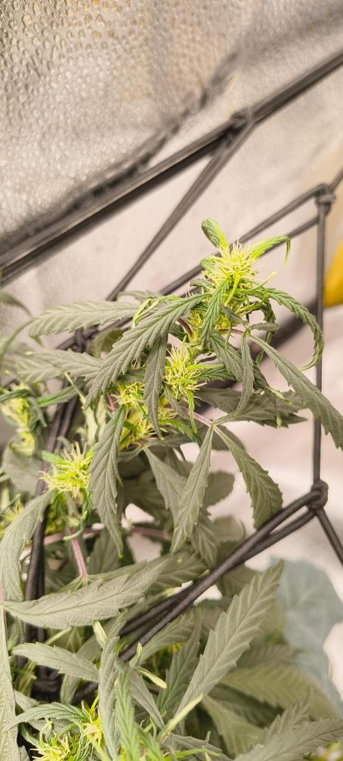 NEW SEED DROP 2026!Libanese Snow Auto. Week 12