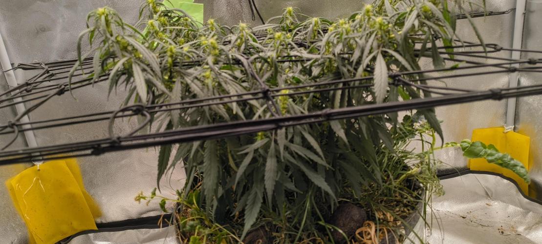 NEW SEED DROP 2026!Libanese Snow Auto. Week 12