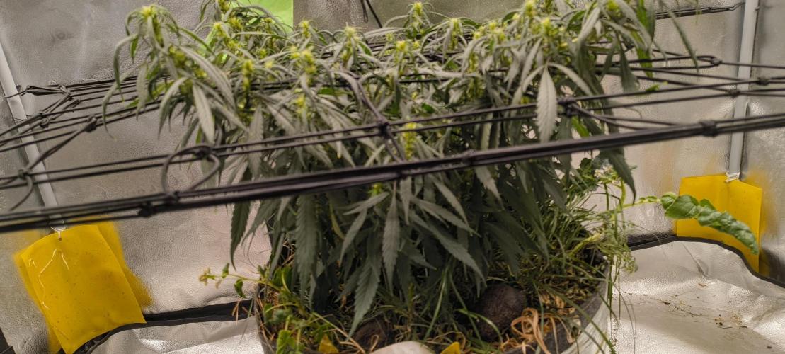 NEW SEED DROP 2026!Libanese Snow Auto. Week 12