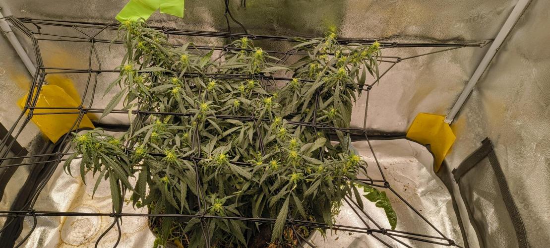 NEW SEED DROP 2026!Libanese Snow Auto. Week 12