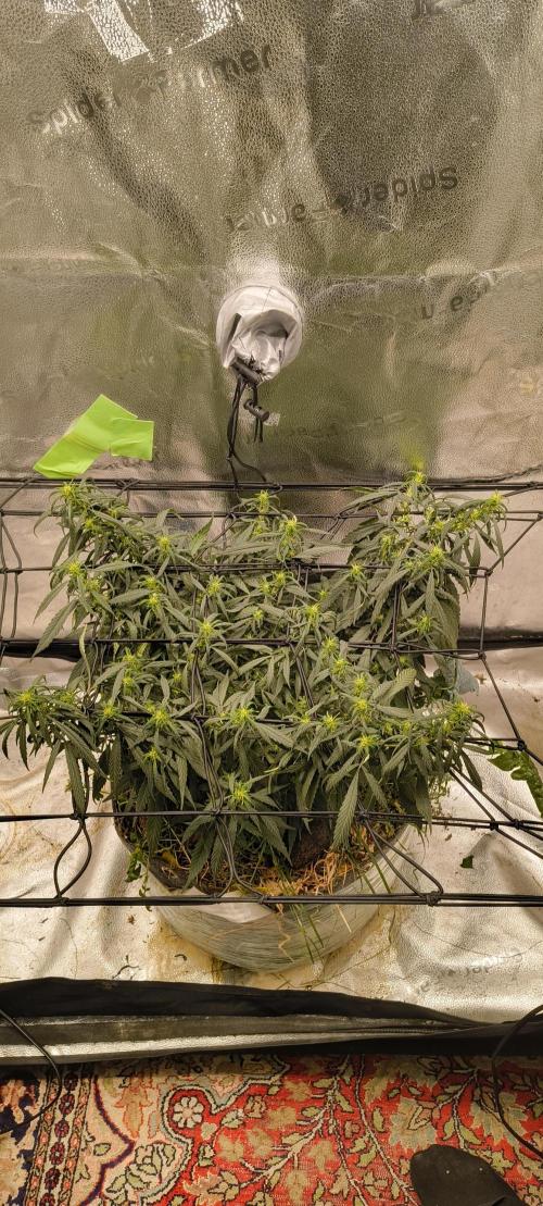 NEW SEED DROP 2026!Libanese Snow Auto. Week 12