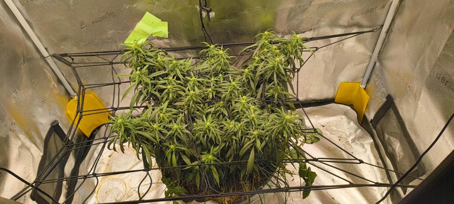 NEW SEED DROP 2026!Libanese Snow Auto. Week 13