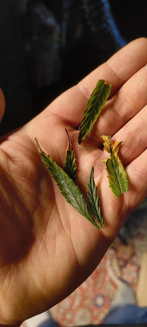 NEW SEED DROP 2026!Libanese Snow Auto. Week 14