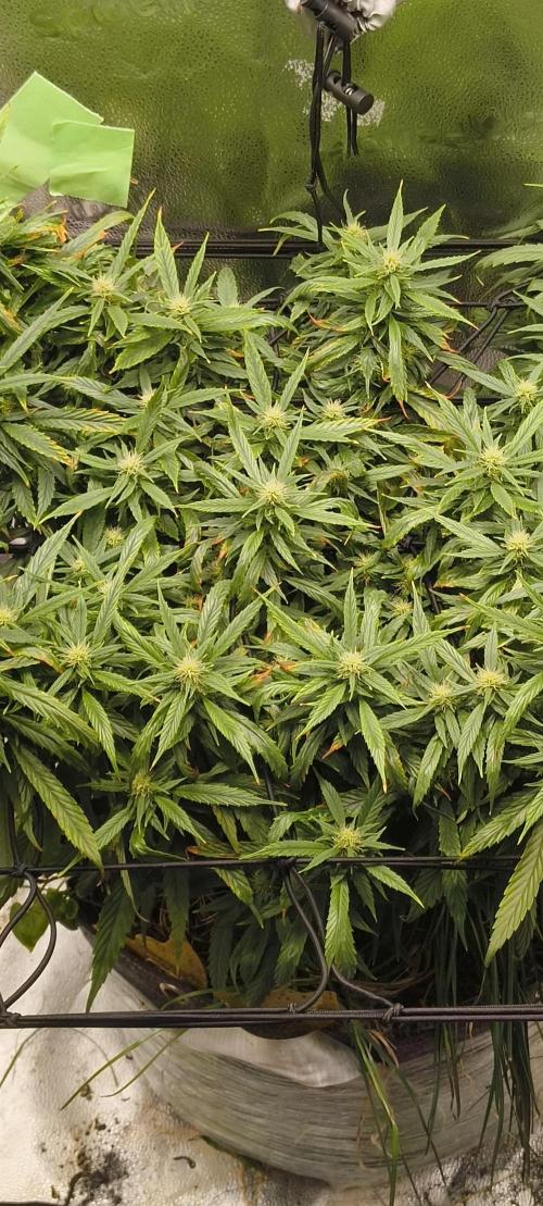 NEW SEED DROP 2026!Libanese Snow Auto. Week 14