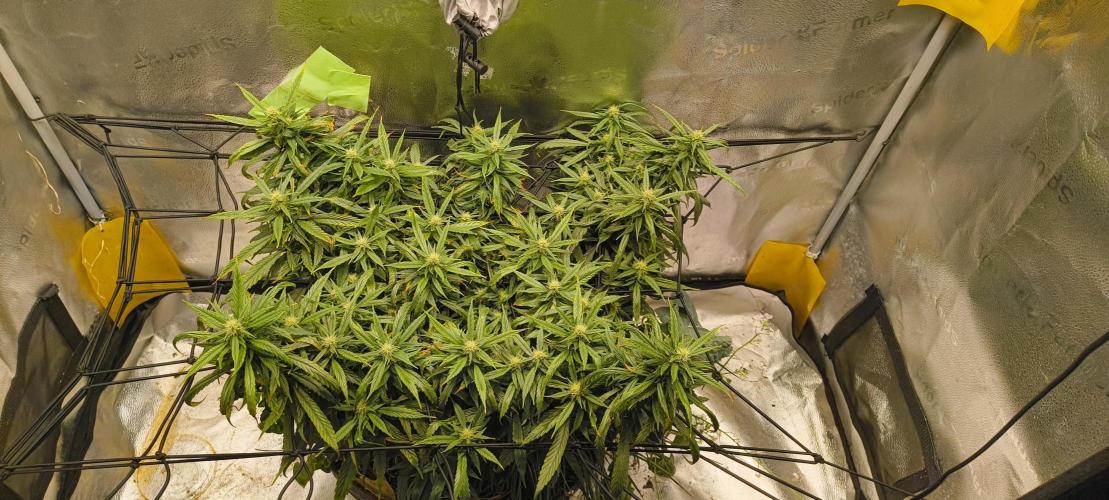 NEW SEED DROP 2026!Libanese Snow Auto. Week 14
