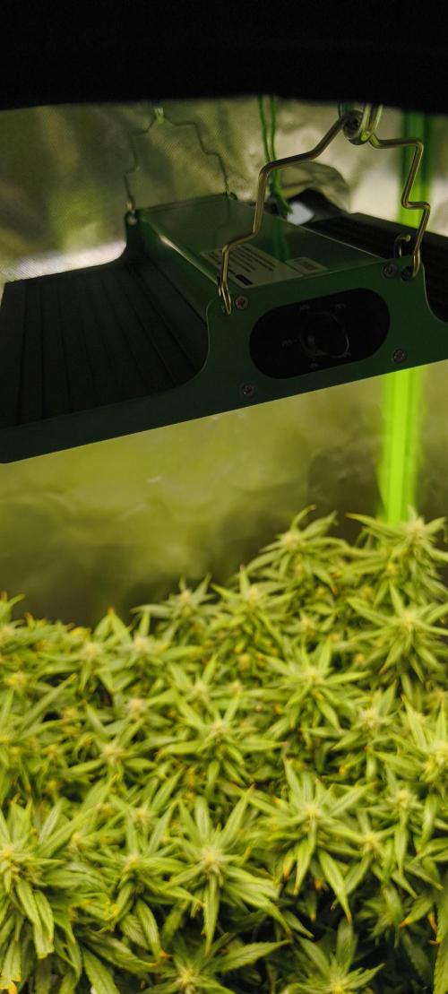 NEW SEED DROP 2026!Libanese Snow Auto. Week 15