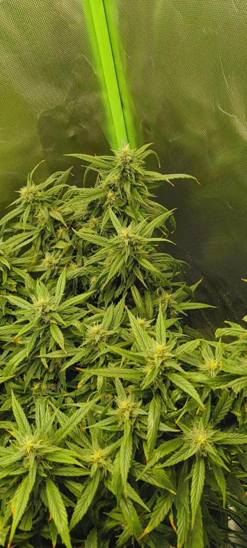NEW SEED DROP 2026!Libanese Snow Auto. Week 15