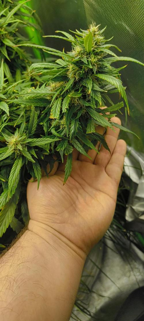 NEW SEED DROP 2026!Libanese Snow Auto. Week 15