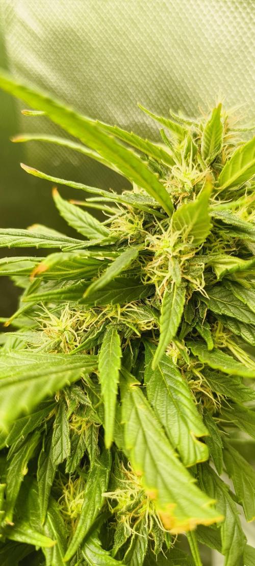 NEW SEED DROP 2026!Libanese Snow Auto. Week 15