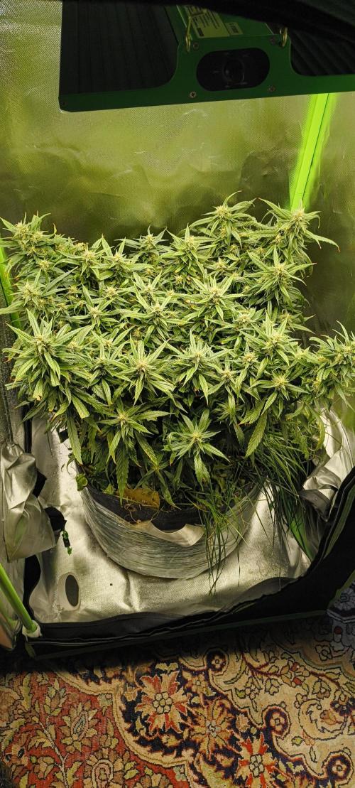 NEW SEED DROP 2026!Libanese Snow Auto. Week 15