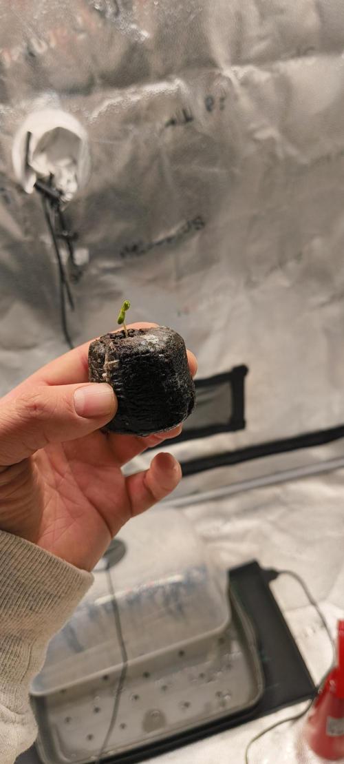 Sensi's Seed Drop 2026!. Week 0