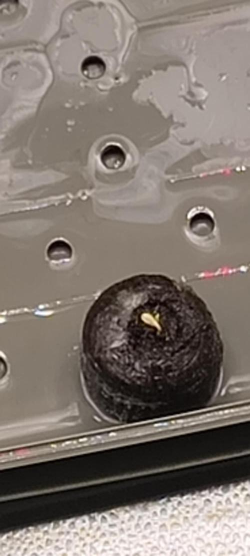 Sensi's Seed Drop 2026!. Week 0