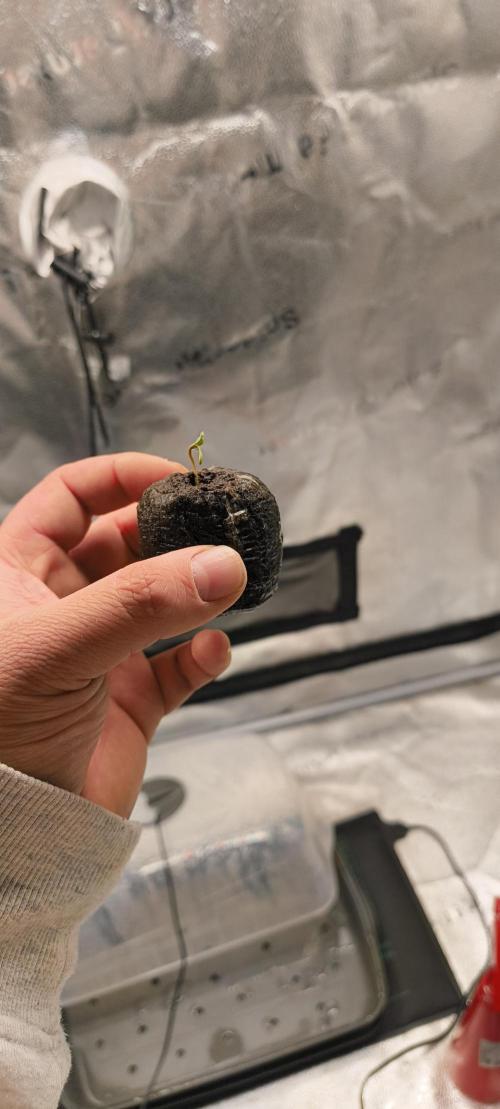 Sensi's Seed Drop 2026!. Week 0