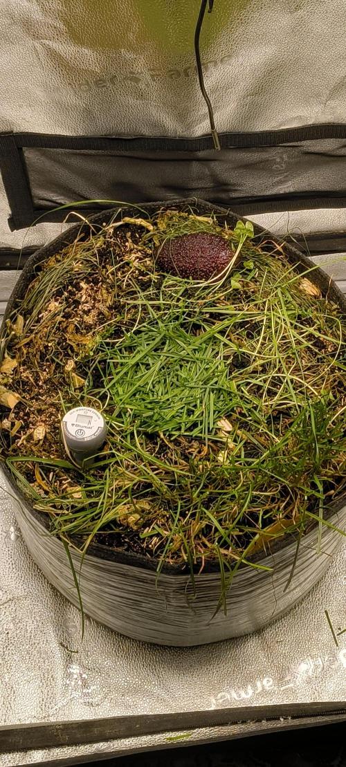 Sensi's Seed Drop 2026!. Week 1 - Little Hannah in a big ass pot