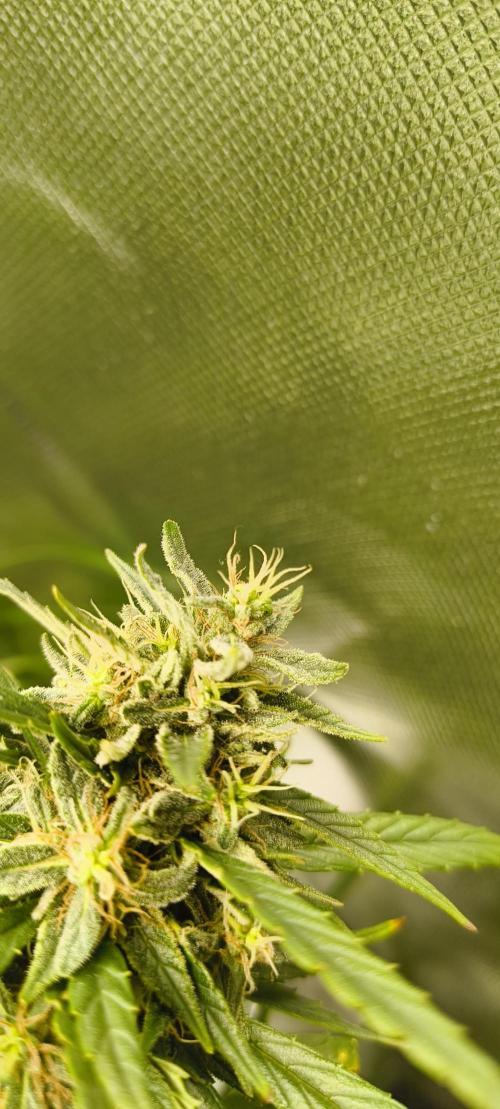 NEW SEED DROP 2026!Libanese Snow Auto. Week 16