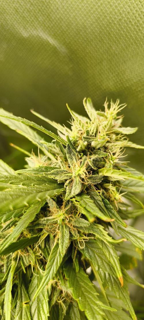 NEW SEED DROP 2026!Libanese Snow Auto. Week 16